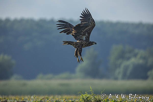 Bielik, Haliaetus albicilla