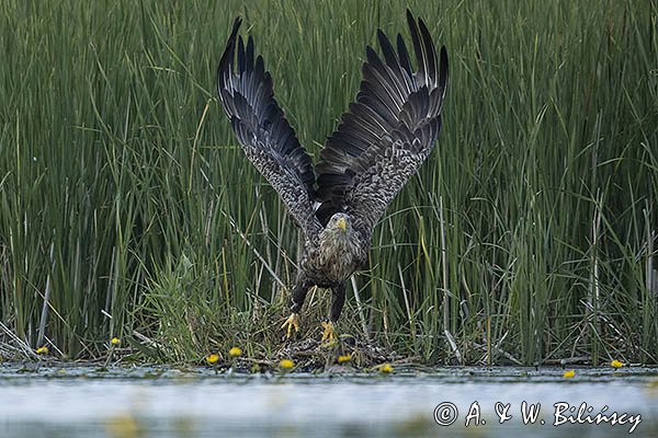 Bielik, Haliaetus albicilla