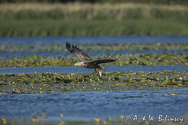 Bielik, Haliaetus albicilla