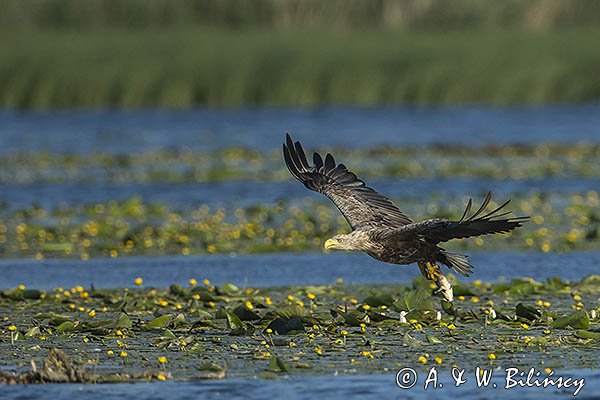 Bielik, Haliaetus albicilla