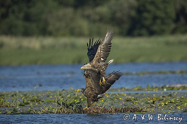 Bieliki, Haliaetus albicilla