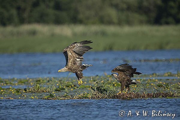 Bielik, Haliaetus albicilla