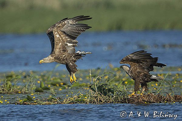 Bielik, Haliaetus albicilla