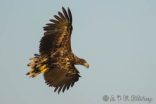 Bielik, Haliaetus albicilla