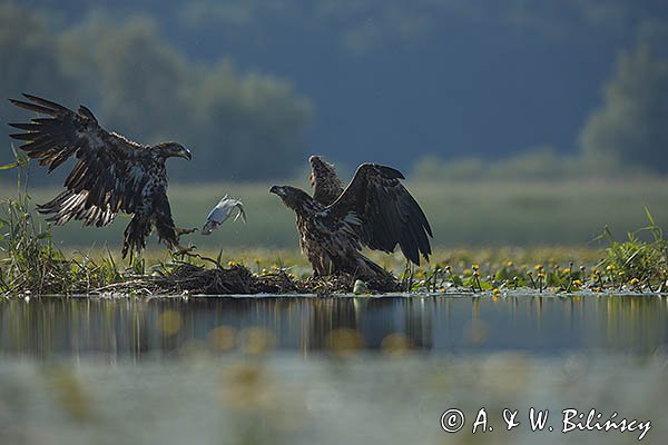 Bielik, Haliaetus albicilla