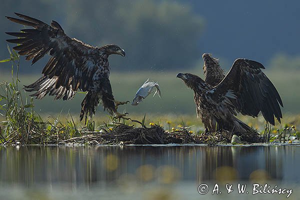 Bielik, Haliaetus albicilla