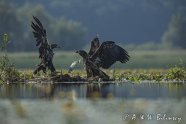 Bieliki, Haliaetus albicilla