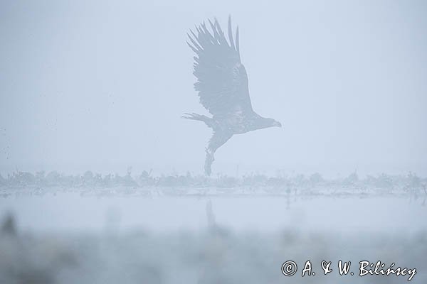 Bielik, Haliaetus albicilla