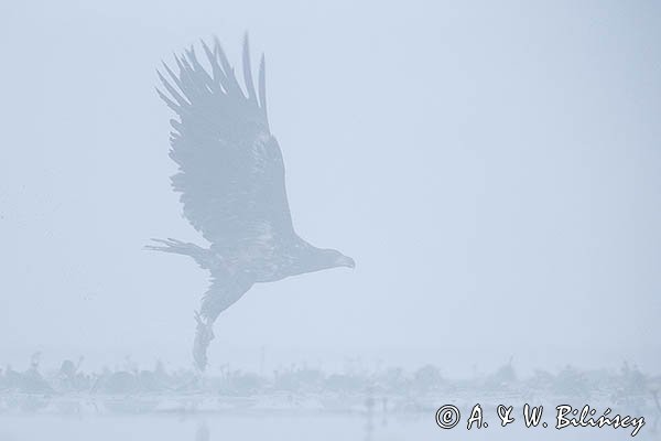 Bielik, Haliaetus albicilla