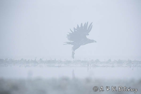 Bielik, Haliaetus albicilla