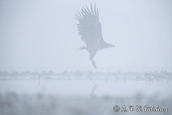 Bielik, Haliaetus albicilla