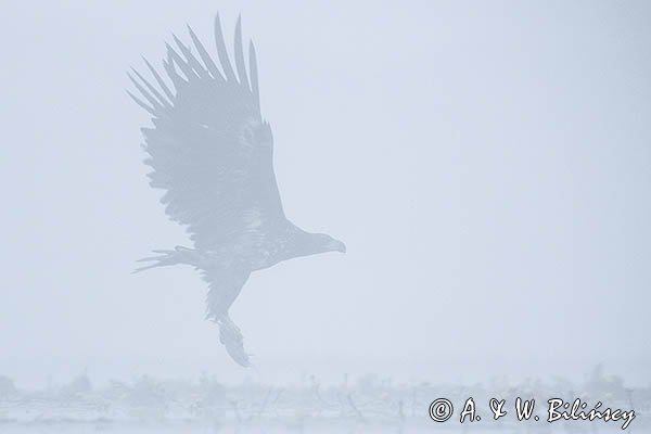 Bielik, Haliaetus albicilla