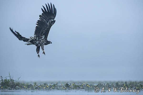 Bielik, Haliaetus albicilla