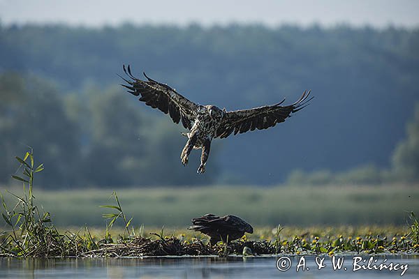 Bieliki, Haliaetus albicilla