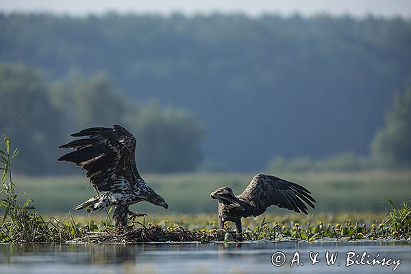 Bieliki, Haliaetus albicilla