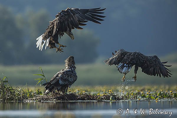 Bielik, Haliaetus albicilla