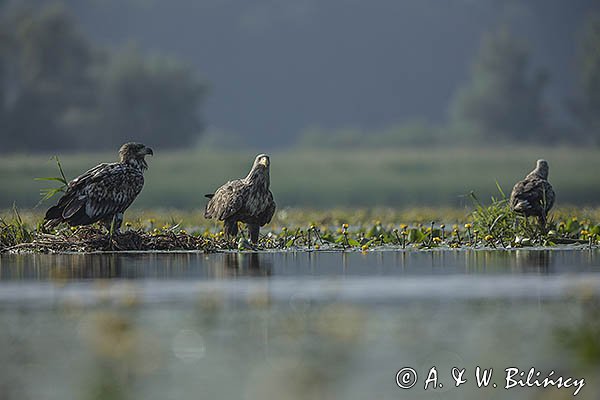 Bielik, Haliaetus albicilla