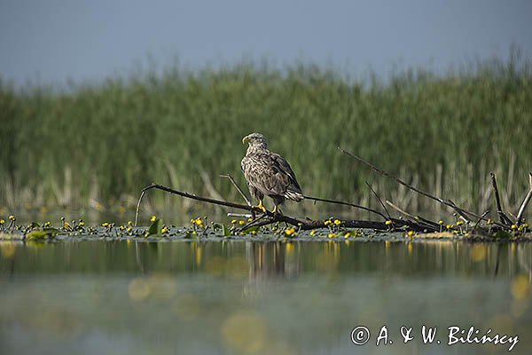 Bielik, Haliaetus albicilla