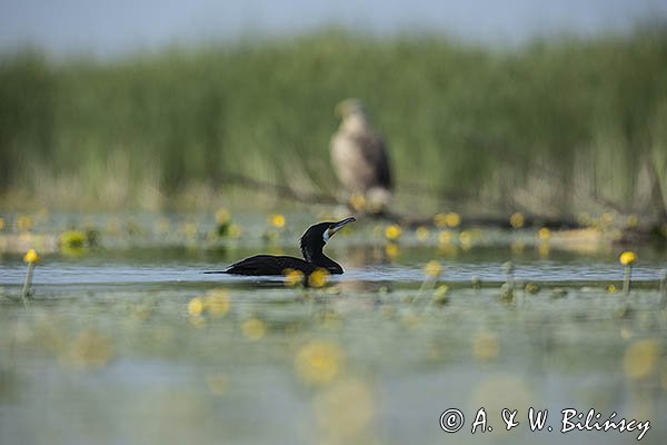 kormoran i Bielik, Haliaetus albicilla