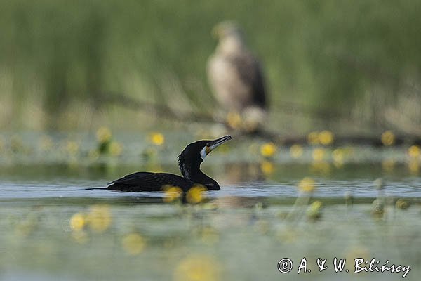 Bielik, Haliaetus albicilla