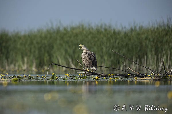 Bielik, Haliaetus albicilla