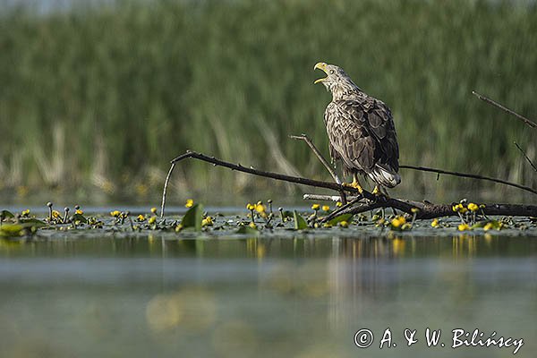 Bielik, Haliaetus albicilla