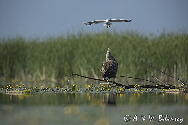 Bieliki, Haliaetus albicilla i śmeszka, Larus ridibundus