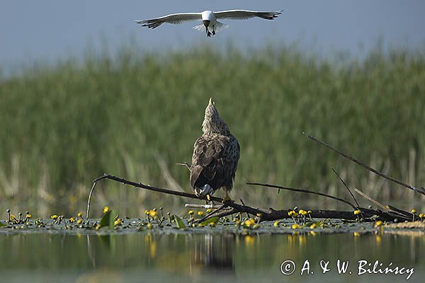 Bieliki, Haliaetus albicilla i śmeszka, Larus ridibundus