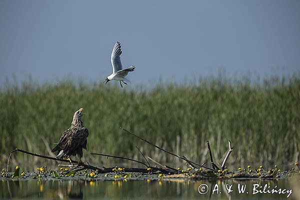 Bieliki, Haliaetus albicilla i śmeszka, Larus ridibundus