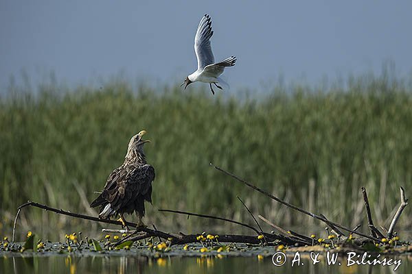 Bieliki, Haliaetus albicilla i śmeszka, Larus ridibundus