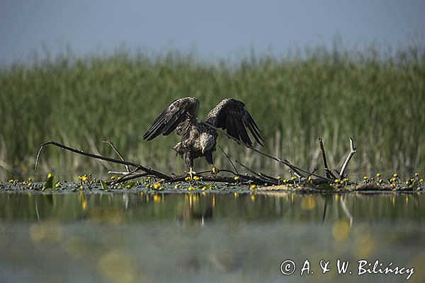 Bielik, Haliaetus albicilla