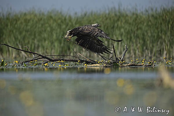 Bielik, Haliaetus albicilla