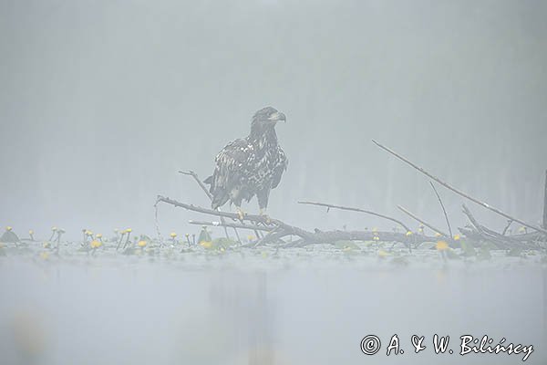 Bielik, Haliaetus albicilla