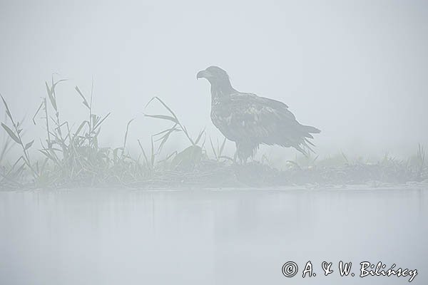 Bielik, Haliaetus albicilla