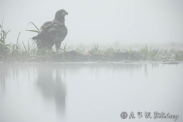 Bielik, Haliaetus albicilla