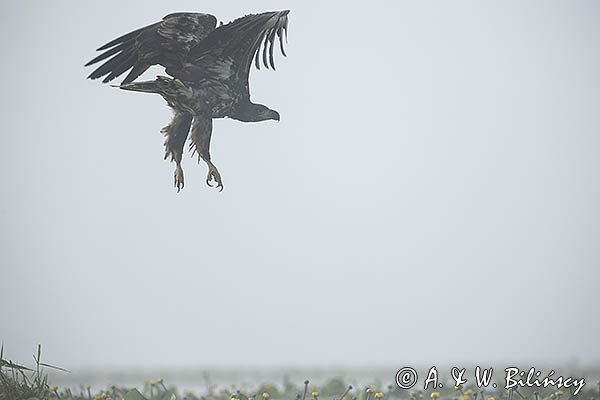 Bielik, Haliaetus albicilla