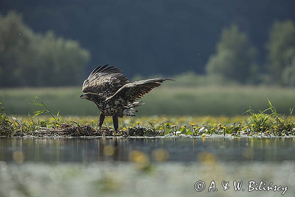 Bielik, Haliaetus albicilla