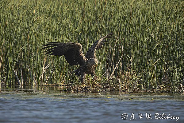 Bielik, Haliaetus albicilla