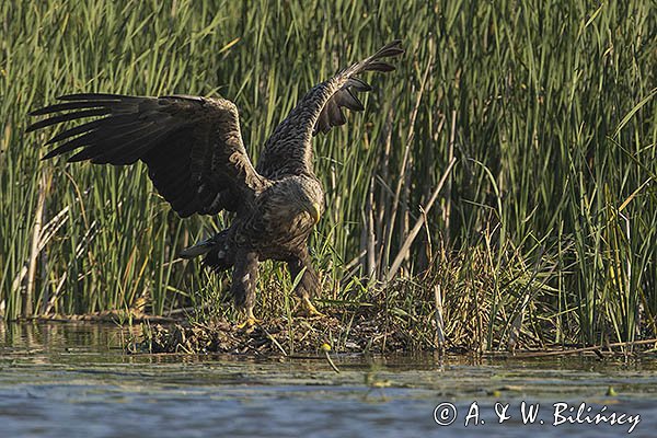 Bielik, Haliaetus albicilla