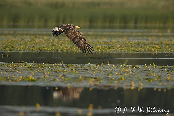 Bielik, Haliaetus albicilla