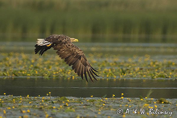 Bielik, Haliaetus albicilla