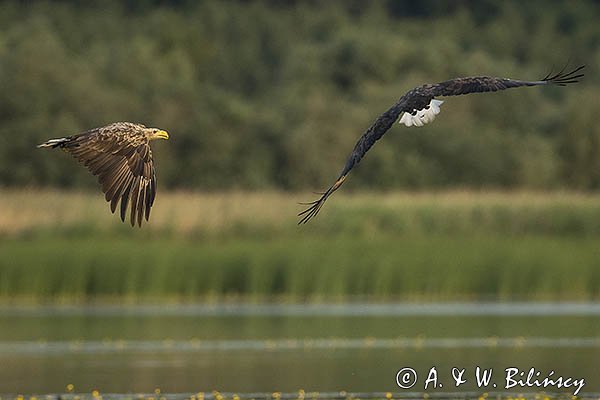 Bielik, Haliaetus albicilla