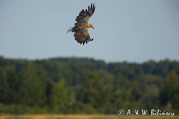 Bielik, Haliaetus albicilla