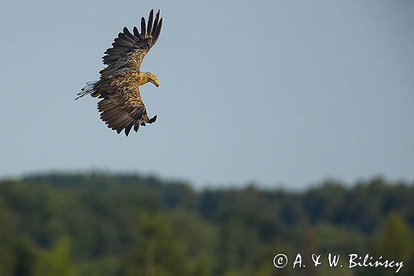 Bielik, Haliaetus albicilla