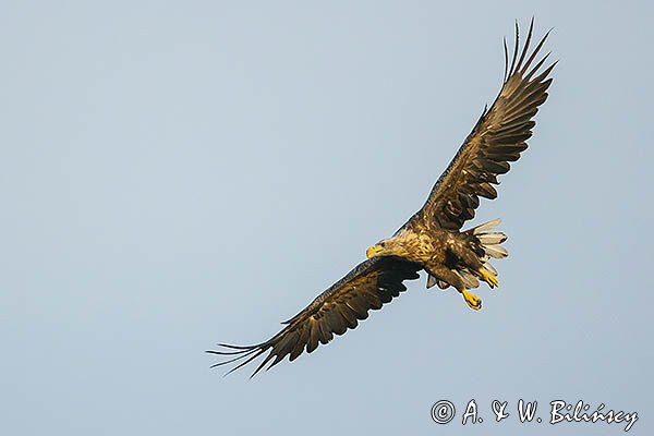 Bielik, Haliaetus albicilla