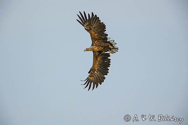 Bielik, Haliaetus albicilla