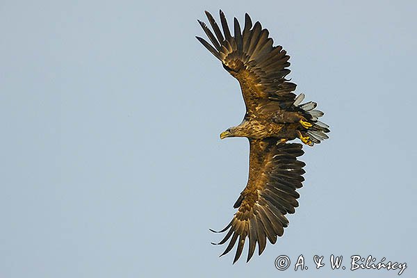 Bielik, Haliaetus albicilla