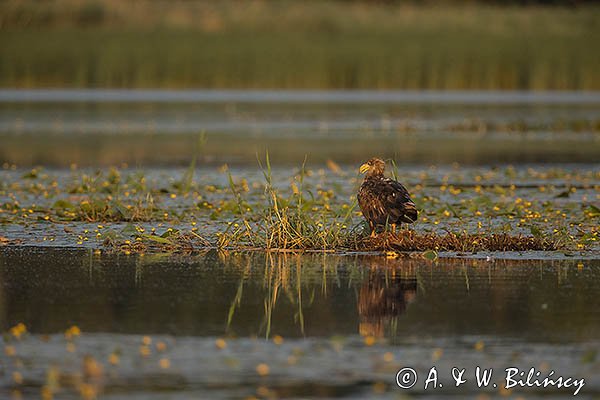 Bielik, Haliaetus albicilla