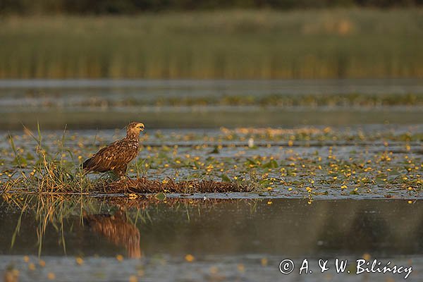 Bielik, Haliaetus albicilla