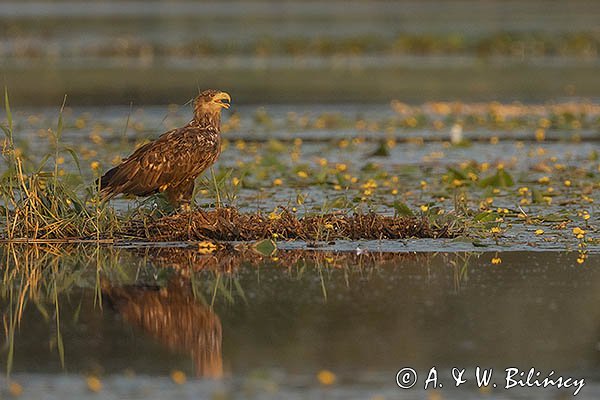 Bielik, Haliaetus albicilla